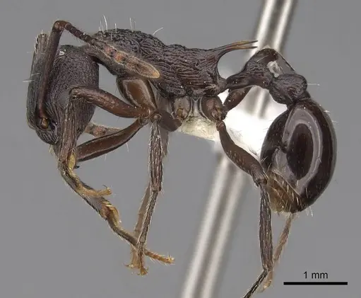 Myrmica boltoni - CASENT0922777