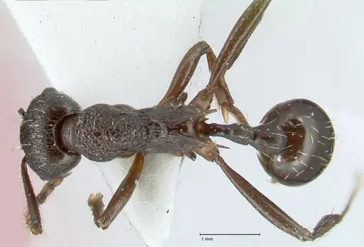 Myrmica boltoni - FOCOL1831