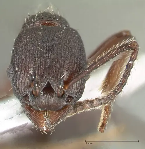 Myrmica boltoni - FOCOL1831