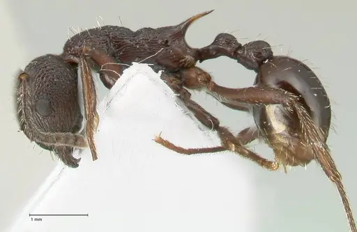 Myrmica boltoni - FOCOL1831