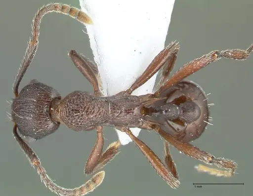 Myrmica boltoni - FOCOL1832