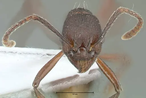 Myrmica boltoni - FOCOL1832