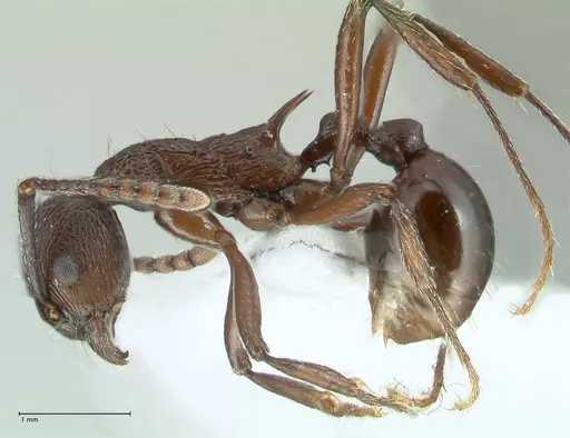 Myrmica boltoni - FOCOL1832