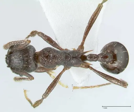 Myrmica boltoni - FOCOL1833