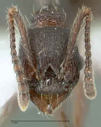 Myrmica boltoni - FOCOL1833