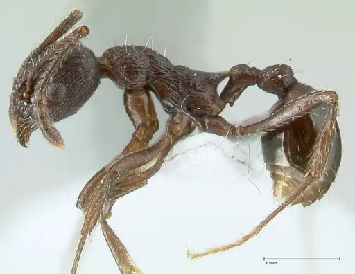 Myrmica boltoni - FOCOL1833