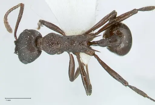 Myrmica boltoni - FOCOL1834