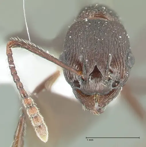 Myrmica boltoni - FOCOL1834