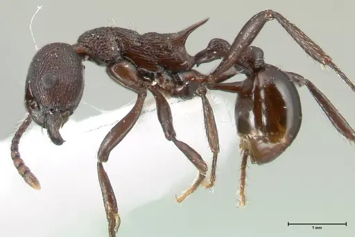 Myrmica boltoni - FOCOL1834