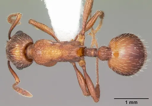 Myrmica brevispinosa specimen