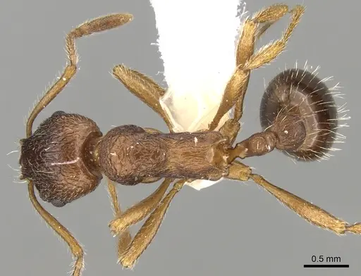Myrmica cachmiriensis specimen