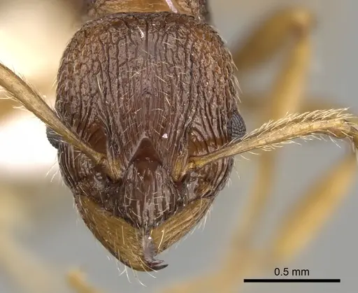 Myrmica cachmiriensis specimen