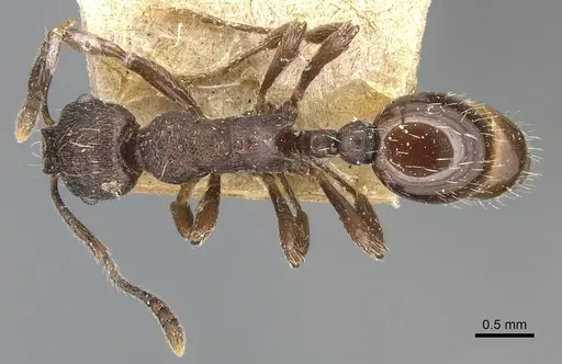 Myrmica cachmiriensis - CASENT0904092