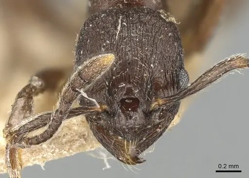 Myrmica cachmiriensis - CASENT0904092