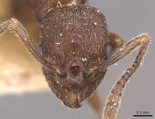 Myrmica cachmiriensis - CASENT0907660