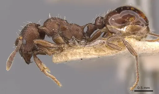 Myrmica cachmiriensis - CASENT0907660