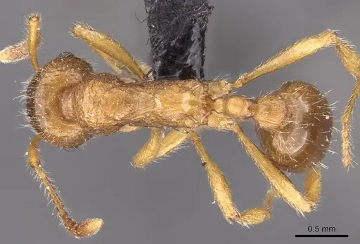 Myrmica cachmiriensis - CASENT0907661