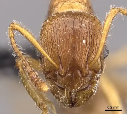 Myrmica cachmiriensis - CASENT0907661