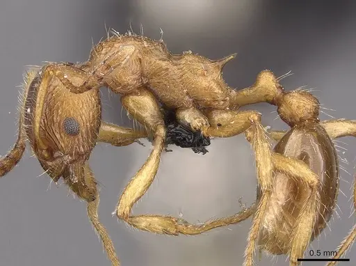 Myrmica cachmiriensis - CASENT0907661