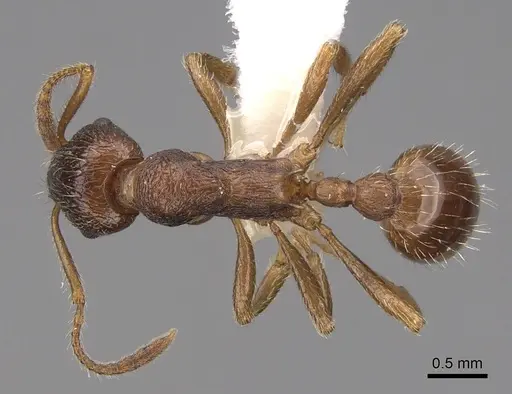 Myrmica cachmiriensis - CASENT0922779