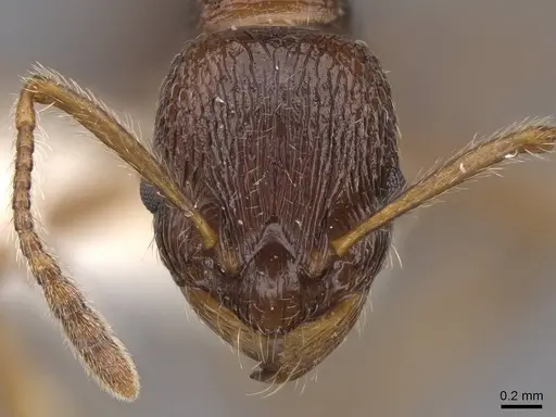 Myrmica cachmiriensis - CASENT0922779