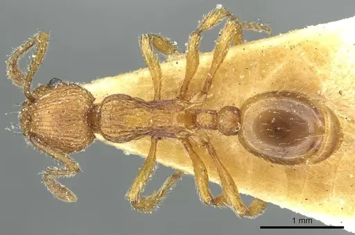Myrmica cagnianti specimen