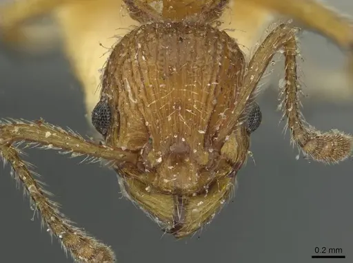 Myrmica cagnianti specimen