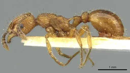 Myrmica cagnianti specimen