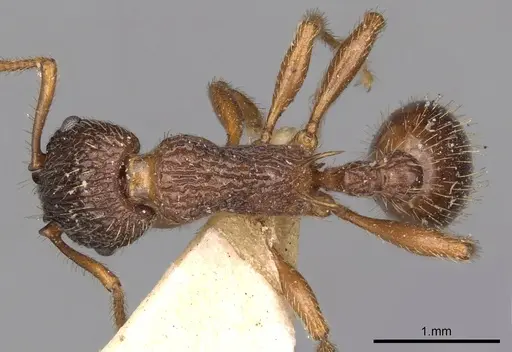Myrmica caucasicola specimen