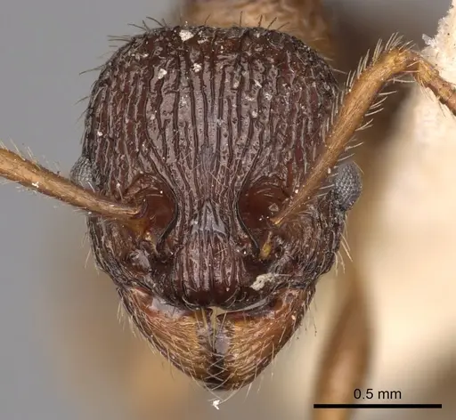 Myrmica caucasicola specimen