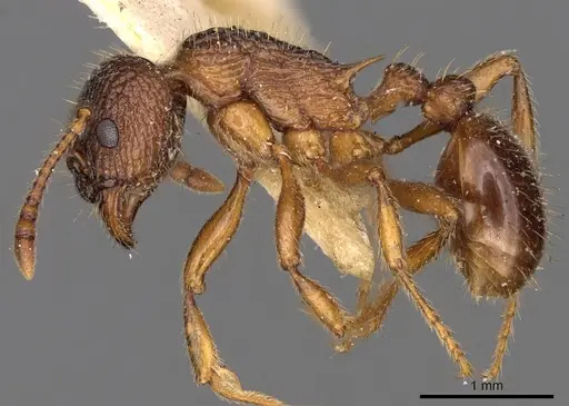 Myrmica caucasicola specimen