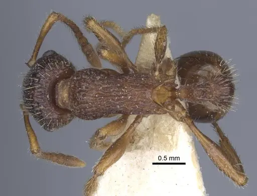 Myrmica caucasicola - CASENT0916898