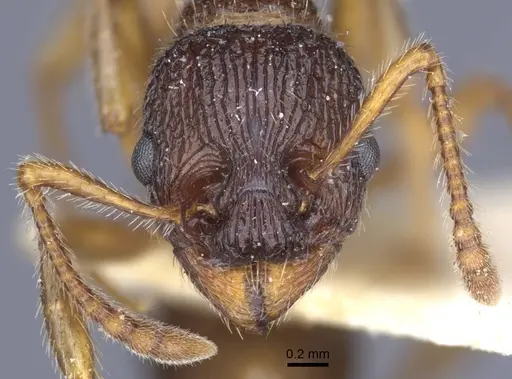 Myrmica caucasicola - CASENT0916898