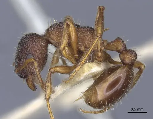 Myrmica caucasicola - CASENT0916898