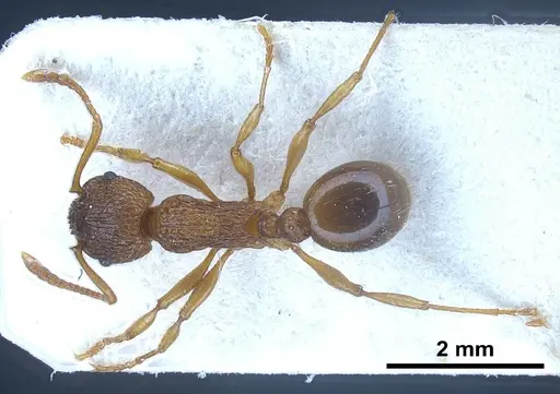 Myrmica caucasicola - FOCOL0726