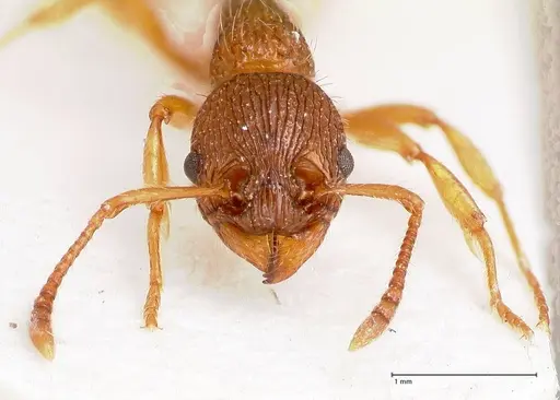 Myrmica caucasicola - FOCOL0726