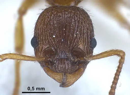 Myrmica caucasicola - FOCOL0726
