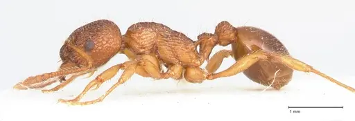 Myrmica caucasicola - FOCOL0726