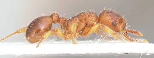 Myrmica caucasicola - FOCOL0726