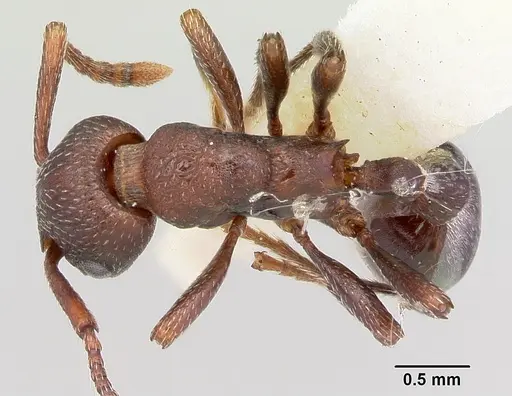 Myrmica colax specimen