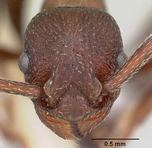 Myrmica colax specimen