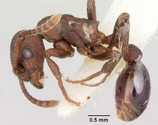 Myrmica colax specimen