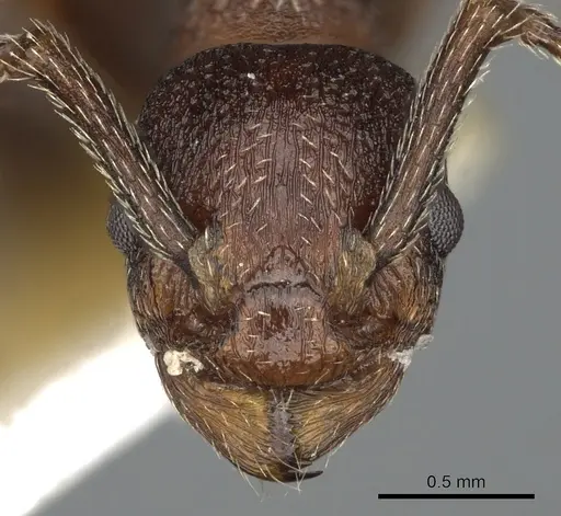 Myrmica colax - CASENT0900349