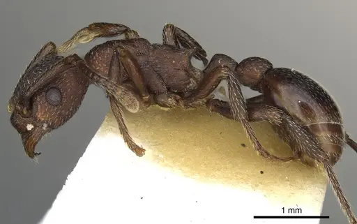 Myrmica colax - CASENT0900349