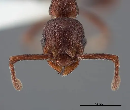 Myrmica colax - FMNHINS0000062753