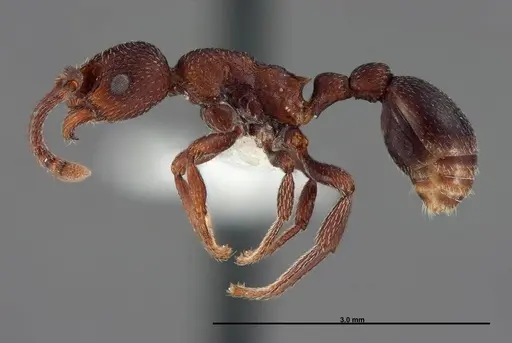 Myrmica colax - FMNHINS0000062753