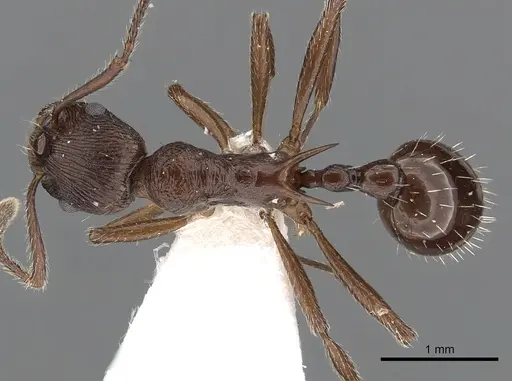 Myrmica collingwoodi specimen