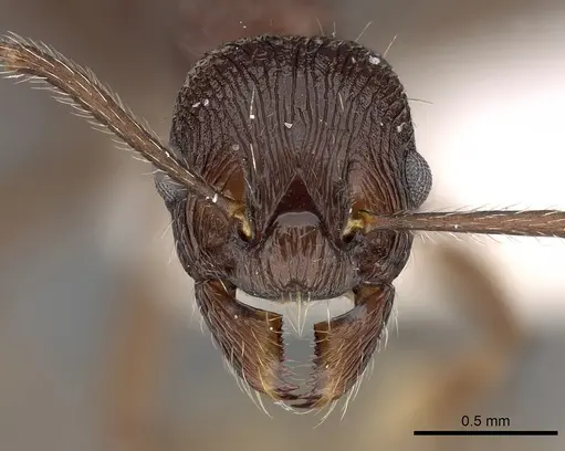 Myrmica collingwoodi specimen