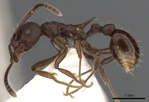 Myrmica collingwoodi specimen