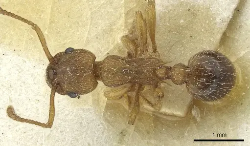 Myrmica constricta specimen